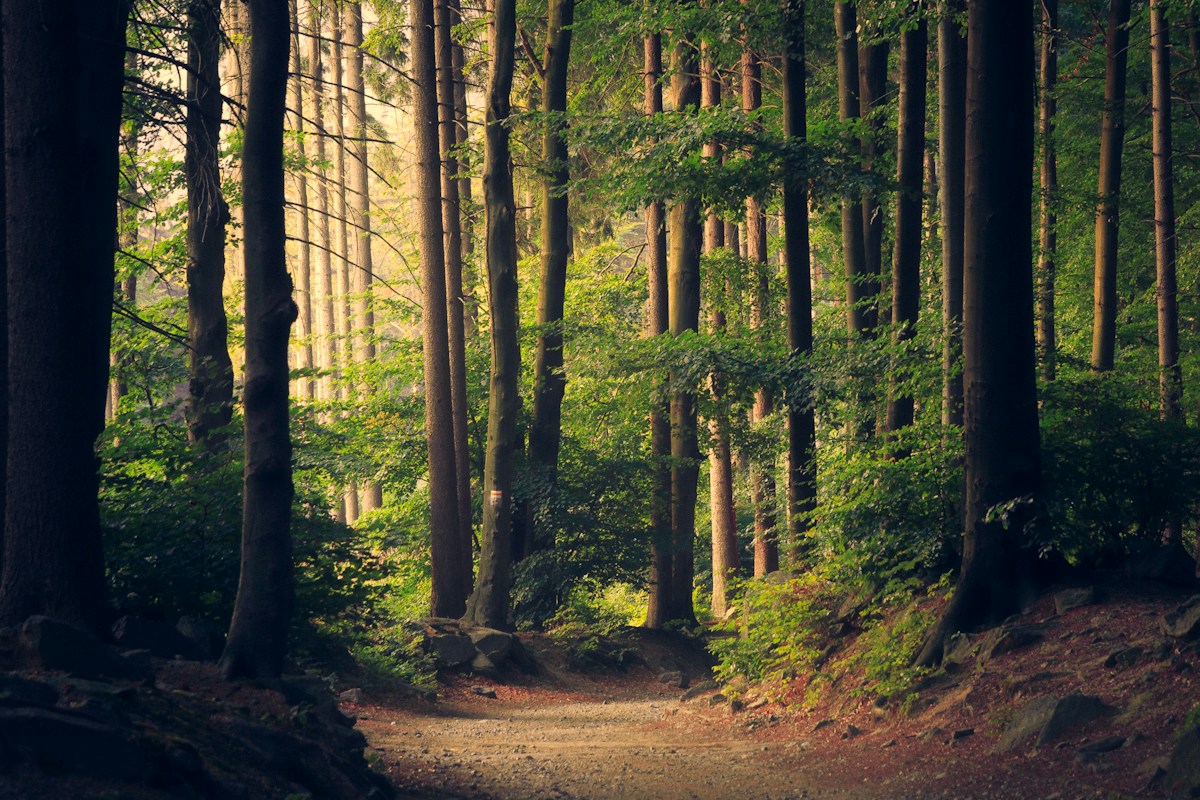 Waldweg zwischen grünen Bäumen im Sonnenlicht