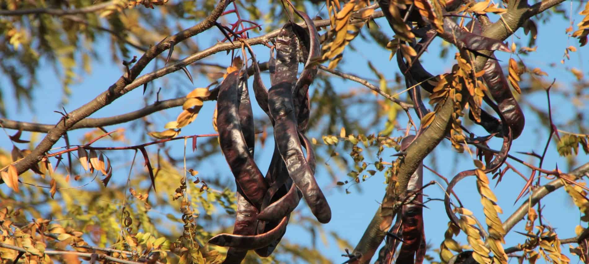 Carob / Johannisbrotbaum, Zweige, Früchte