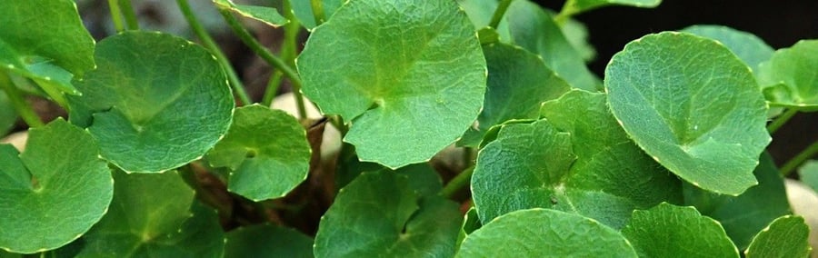 Gotu Kola - Pflanze, grüne Blätter
