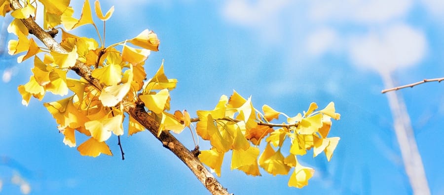 Der Ginkgobaum im Herbst mit orange verfärbten Blättern. Ginkgobaum im Herbst, orange Blätter