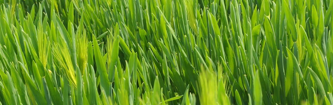 junges Gerstengras auf dem Feld