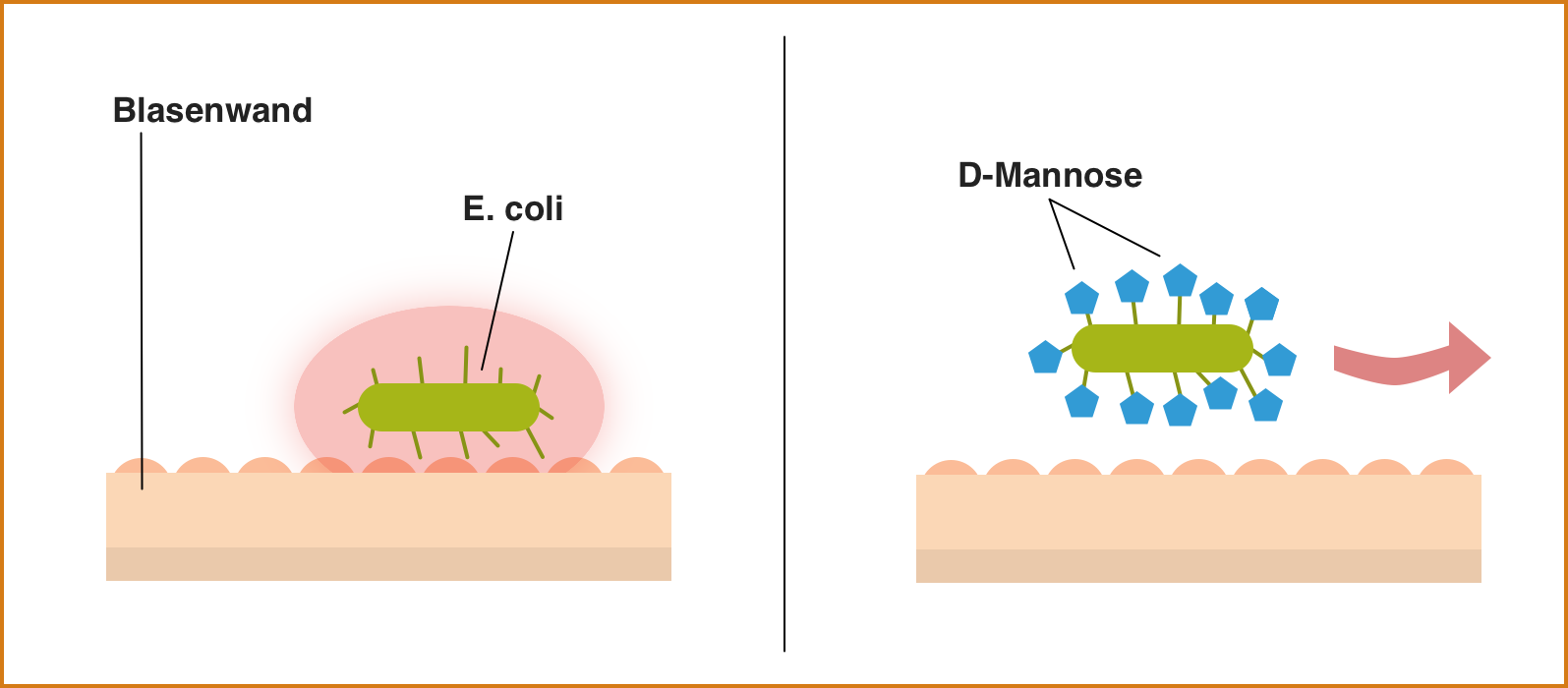 D-Mannose, potentielle Wirkung bei Blasenentzündung, E. coli wird von D-Mannose Molekülen ummantelt und über den Urin ausgeschieden