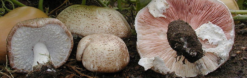 Agaricus blazei Murrill, Hut und Lamellen, Waldboden