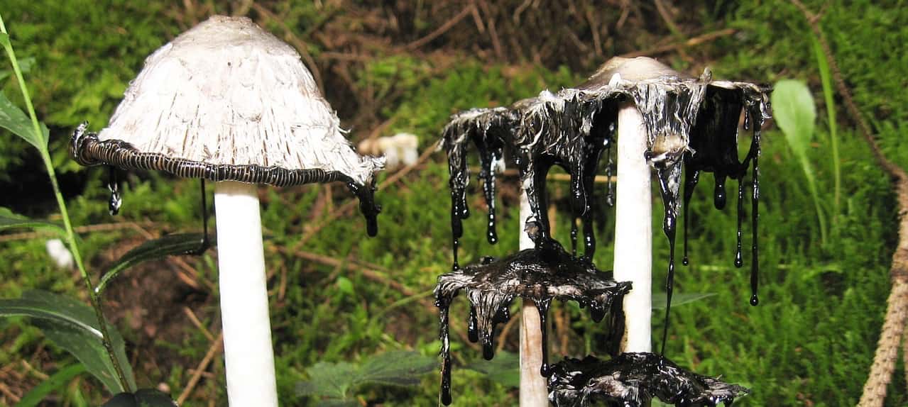 Coprinus comatus, Schopf-Tintling vollständig aufgelöst (Zersetzungsprozess)