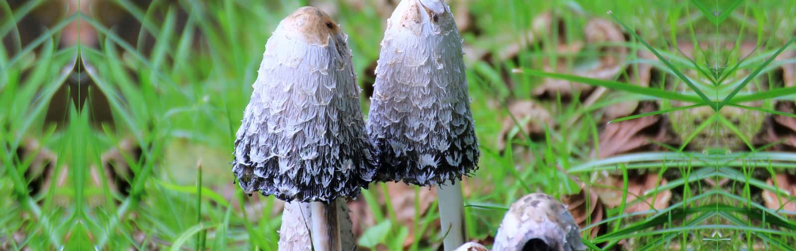 Coprinus comatus, Schopf-Tintling im Wald - Beitragsbild