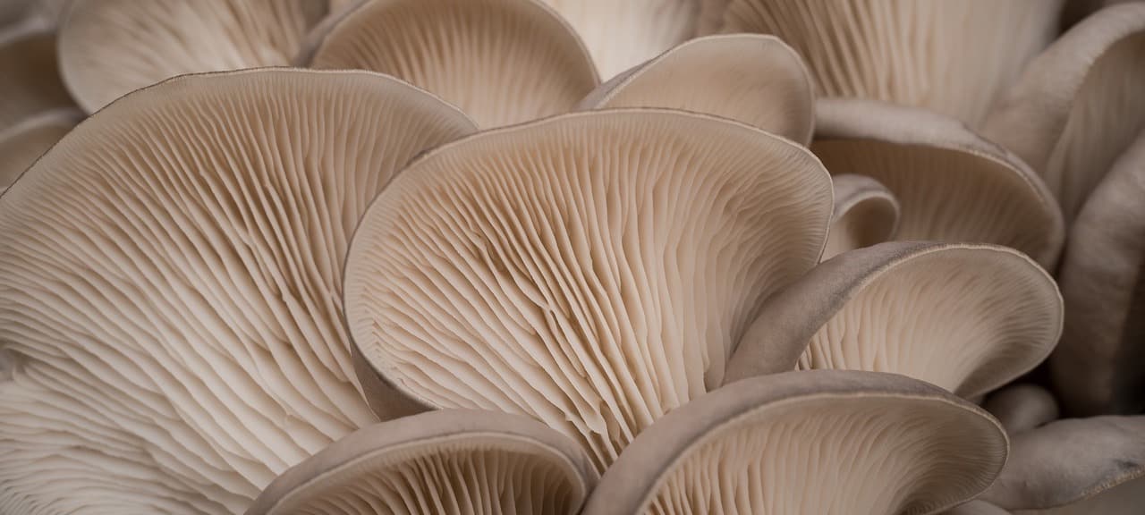 Pleurotus ostreatus (Austernpilz) - weiße Lamellen und weißer Hut