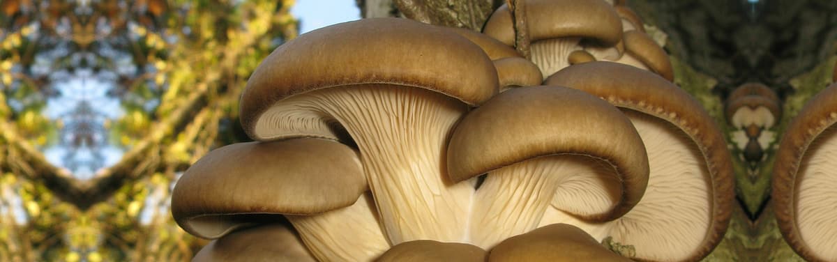 Pleurotus ostreatus (jung am Baum wachsend) 