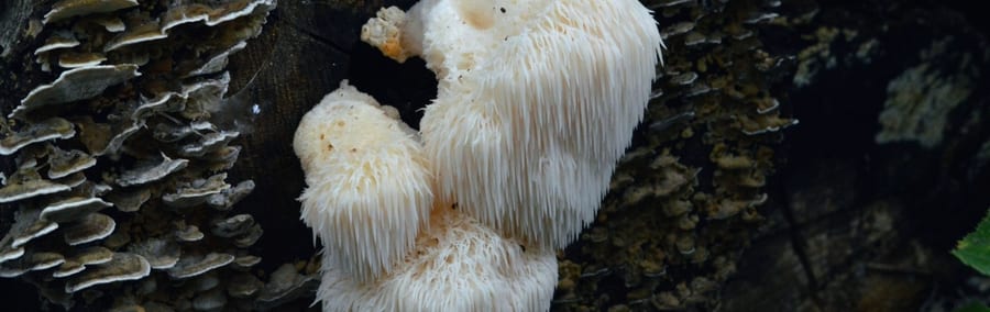 Hericium Vitalpilz (Igelstachelbart) - am Baumstamm im Wald