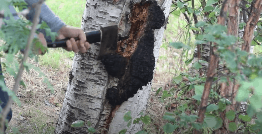 Chaga ernten mit einer kleinen Axt, Birke