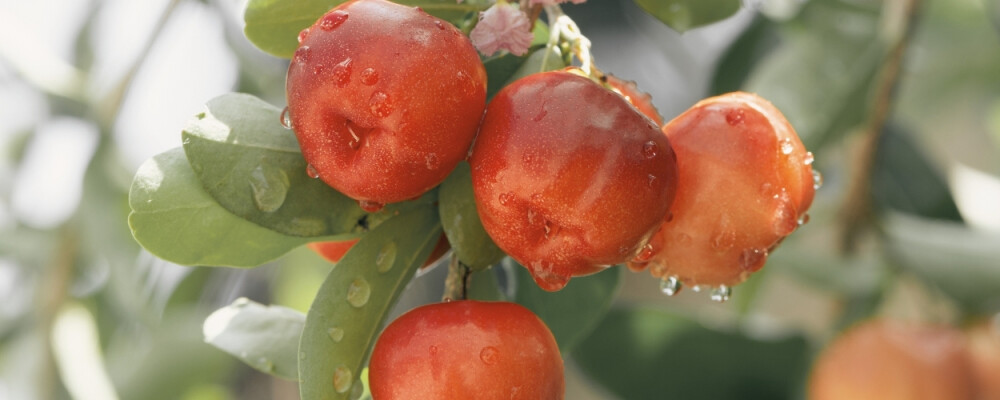 Acerola ergänzt natur- und gesundheitsbewusste Ernährung ideal! - Die Wirkung der gesunden Acerolakirschen | vitalundfitmit100