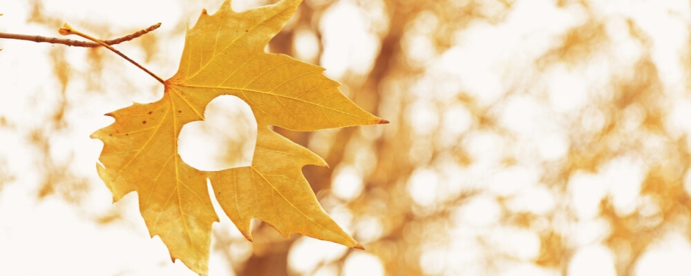 Herbstblues: Wie du die Schwere in dein größtes Geschenk verwandelst - Herbstblues: Wie du die Schwere in dein größtes Geschenk verwandelst