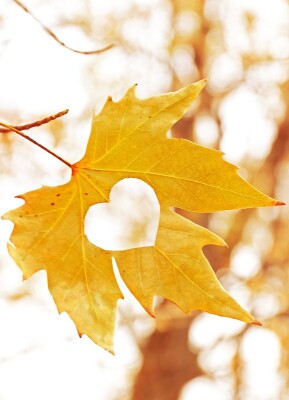 Herbstblues: Wie du die Schwere in dein größtes Geschenk verwandelst - Herbstblues: Wie du die Schwere in dein größtes Geschenk verwandelst