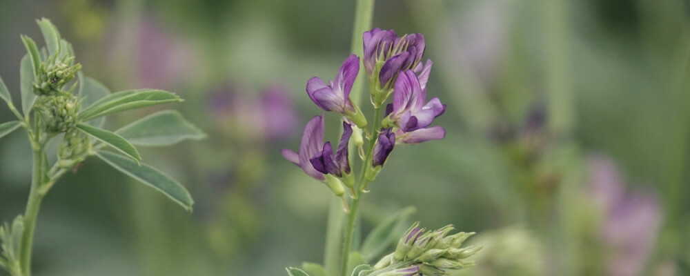 Superfood-Kunde - A wie Alfalfa: Der „Vater aller Lebensmittel“ - Alfalfa - Der „Vater aller Lebensmittel“