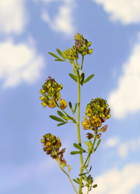 Superfood-Kunde -  A wie Alfalfa: Der „Vater aller Lebensmittel“ - Alfalfa - Der „Vater aller Lebensmittel“