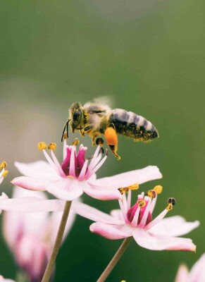 Blütenpollen: Wirkung, Inhaltsstoffe &amp; Einnahme - Blütenpollen » Wirkung &amp; Inhaltsstoffe [hier kaufen]