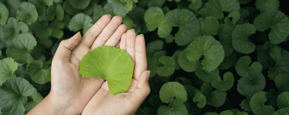 Gotu Kola: Wirkung, Dosierung &amp; Nebenwirkungen - Gotu Kola » Vielfältige Wirkungen durch Studien belegt?