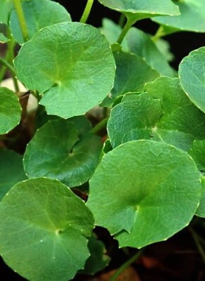 Gotu Kola: Wirkung, Dosierung &amp; Nebenwirkungen - Gotu Kola » Vielfältige Wirkungen durch Studien belegt?