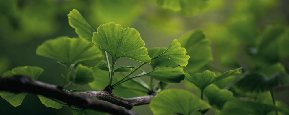 Ginkgo biloba: Welche Wirkung ist bewiesen, welche nicht? - Ginkgo biloba » Welche Wirkung ist bewiesen, welche nicht?