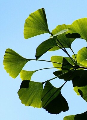 Ginkgo biloba: Welche Wirkung ist bewiesen, welche nicht? - Ginkgo biloba » Welche Wirkung ist bewiesen, welche nicht?