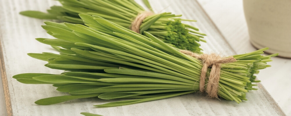 Gerstengras: Wirkung, Erfahrungen, Nebenwirkungen &amp; Co. - Gerstengras » Wirkung auf Haarwuchs endlich bestätigt?