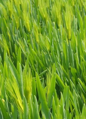 Gerstengras: Wirkung, Erfahrungen, Nebenwirkungen &amp; Co. - Gerstengras » Wirkung auf Haarwuchs endlich bestätigt?