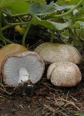 Agaricus blazei Murrill: Erfahrungsberichte, Wirkung &amp; Co. - Agaricus blazei Murrill (Vitalpilz) » Erfahrungsberichte &amp; Co.