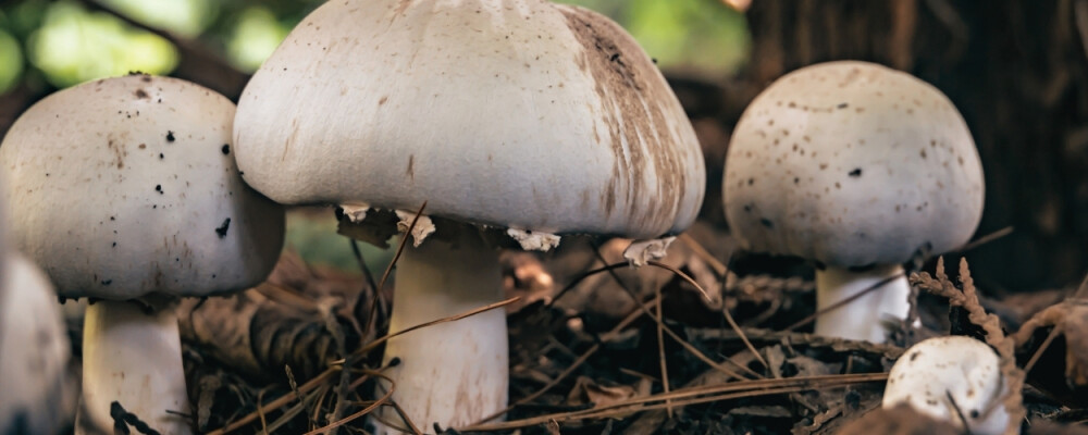 Agaricus blazei Murrill: Erfahrungsberichte, Wirkung &amp; Co. - Agaricus blazei Murrill (Vitalpilz) » Erfahrungsberichte &amp; Co.