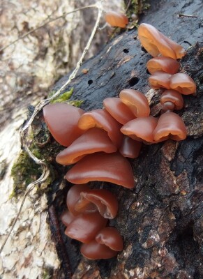 Auricularia (Judasohr) - Auricularia » vitalundfitmit100 GmbH