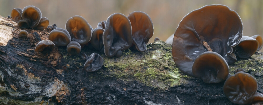 Auricularia (Judasohr) - Auricularia » vitalundfitmit100 GmbH