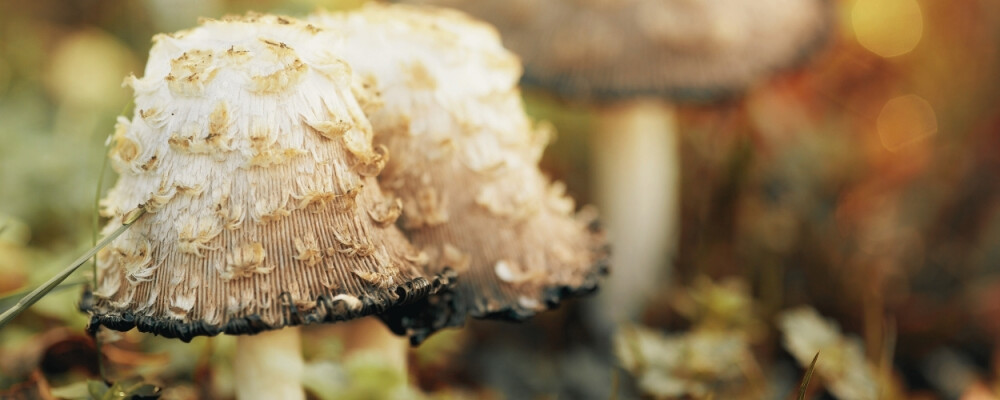 Coprinus comatus (Schopf-Tintling, Spargelpilz, Tintenpilz) - Coprinus comatus (Schopf-Tintling, Spargelpilz, Tintenpilz)