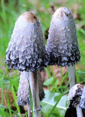 Coprinus comatus (Schopf-Tintling, Spargelpilz, Tintenpilz) - Coprinus comatus (Schopf-Tintling, Spargelpilz, Tintenpilz)