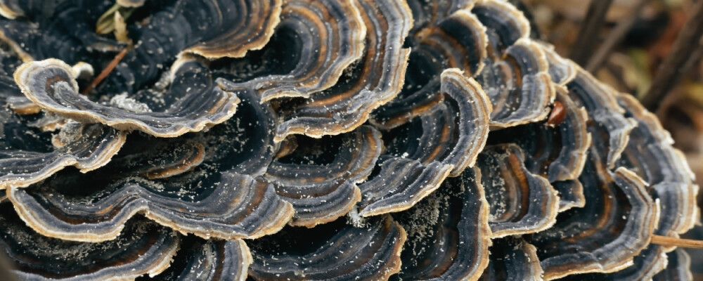 Coriolus versicolor: Alle Infos zum Vitalpilz - Coriolus versicolor Vitalpilz » Gibt es Nebenwirkungen?