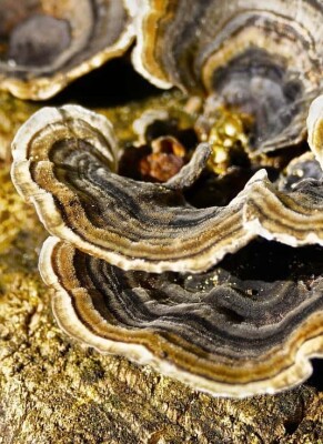 Coriolus versicolor: Alle Infos zum Vitalpilz - Coriolus versicolor Vitalpilz » Gibt es Nebenwirkungen?