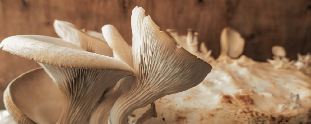 Pleurotus ostreatus Vitalpilz: potentielle Wirkung im Check! - Pleurotus ostreatus Vitalpilz » alle Fakten &amp; Studien