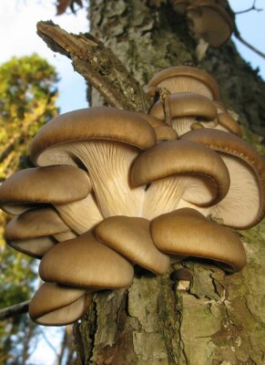 Pleurotus ostreatus Vitalpilz: potentielle Wirkung im Check! - Pleurotus ostreatus Vitalpilz » alle Fakten &amp; Studien