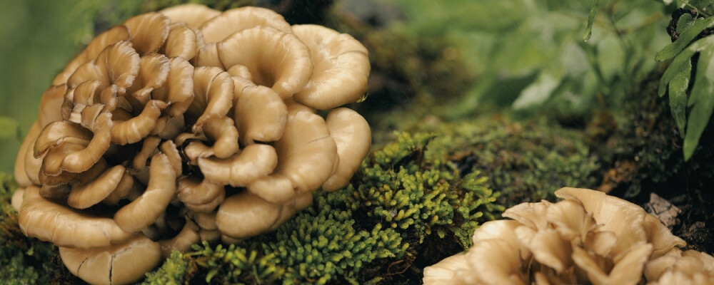 Maitake Vitalpilz: potentielle Wirkung &amp; Erfahrungen - Maitake Vitalpilz » potentielle Wirkung &amp; Erfahrungen