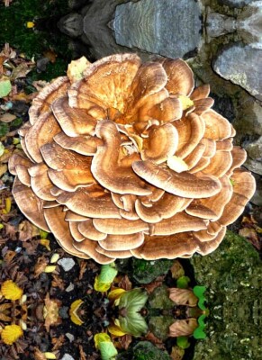 Maitake Vitalpilz: potentielle Wirkung &amp; Erfahrungen - Maitake Vitalpilz » potentielle Wirkung &amp; Erfahrungen
