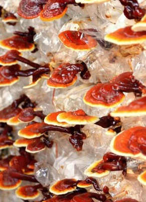 Reishi Vitalpilz: Wirkung, Dosierung (und Nebenwirkungen?) - Reishi Pilz » Wirkung, Nebenwirkungen &amp; Dosierung