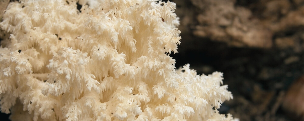 Hericium Vitalpilz: Wirkung &amp; Erfahrungsberichte - Hericium erinaceus » Wirkung (echte Erfahrungsberichte?)