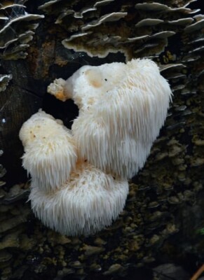 Hericium Vitalpilz: Wirkung &amp; Erfahrungsberichte - Hericium erinaceus » Wirkung (echte Erfahrungsberichte?)