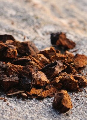 Chaga Pilz » Wirkung, Erfahrungen &amp; Tee-Zubereitung - Chaga Pilz » Welche Wirkung kann der Tee entfalten?