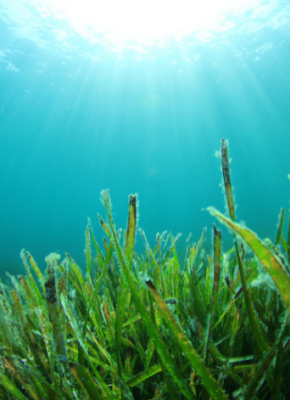 Algen essen » So gesund und nachhaltig ist das Superfood aus dem Meer  - Algen aus dem Meer » Anwendungsgebiete, Wirkung &amp; Co.