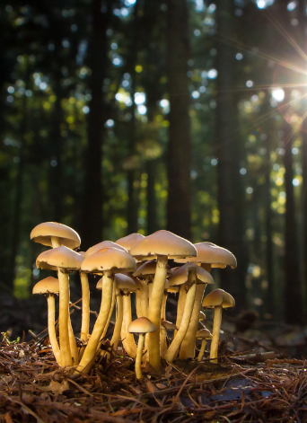 Erstaunliche Fakten über Pilze Diese 11 Dinge werden dich verblüffen