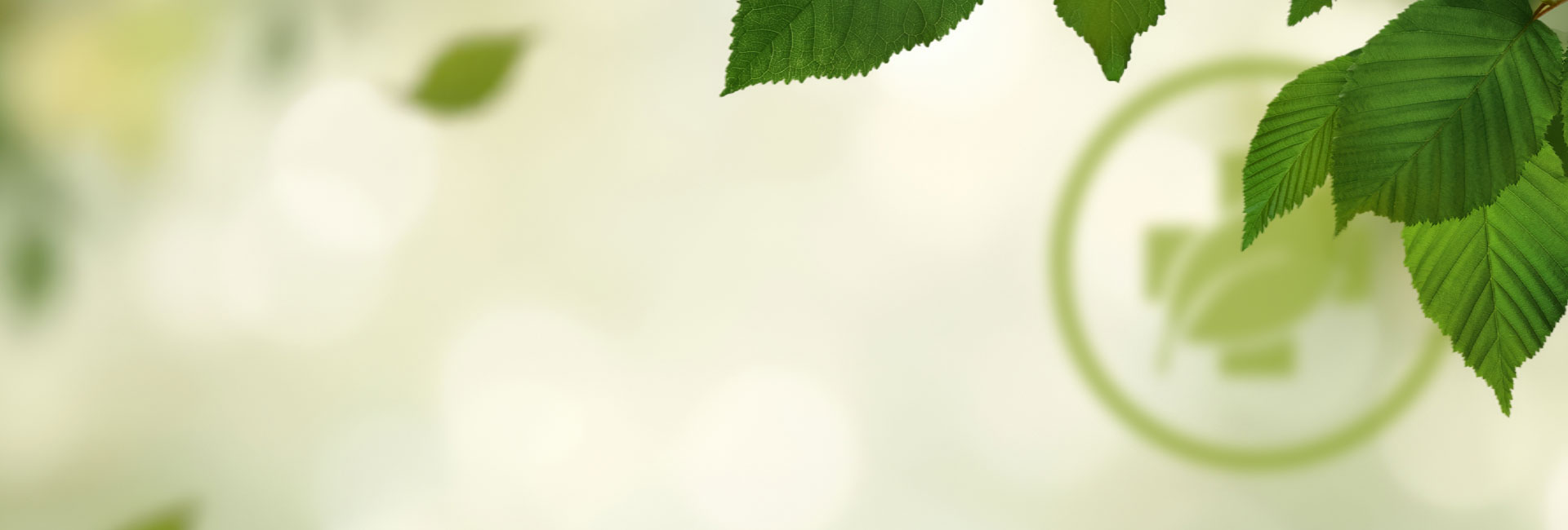 Bio Sheabutter