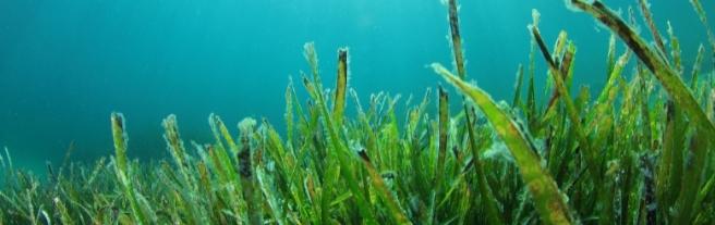 algen-essen-ueberblick